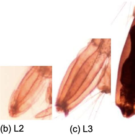 Aedes Anopheles And Culex Mosquitoes At Different Stages Of Their