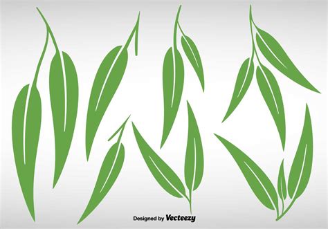 Collection Of Eucalyptus Leaves - Vector 120996 Vector Art at Vecteezy