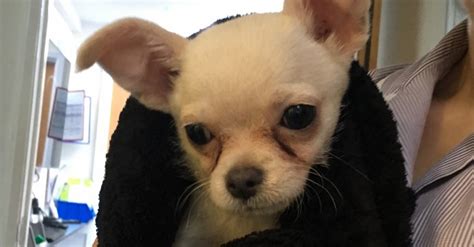 Un Chiot Chihuahua A T Retrouv Abandonn Dans Un Parc Grelottant