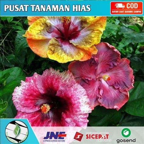 Tanaman Hias Kembang Sepatu 3 Warna Hibiscus Bunga Langka Lazada