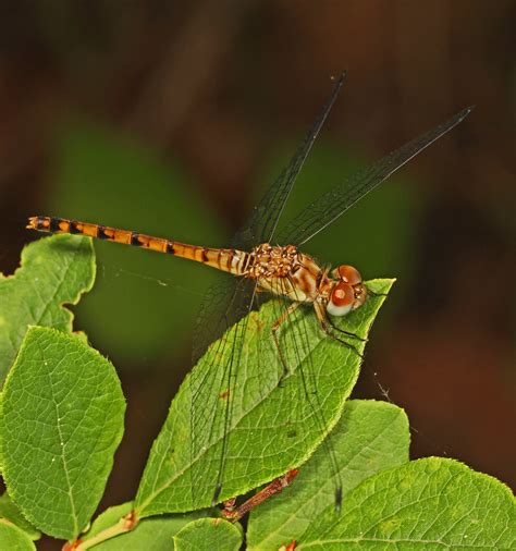 Blue Faced Meadowhawk Immature Male Sympetrum Ambiguum Flickr