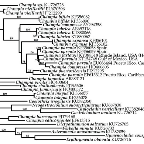 Phylogeny Of The Champiaceae Based On Maximum Likelihood Ml Analysis