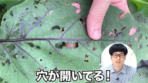 ナスの葉に穴が空いている原因は？芋虫？夜盗虫？テントウムシ？【益虫に擬態するそっくりな害虫】 | やさいガーデン