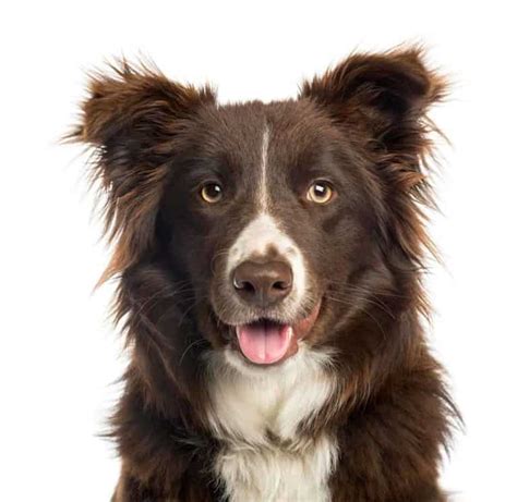 R Nych Rodzaj W Border Collie Wszystko Co Musisz Wiedzie