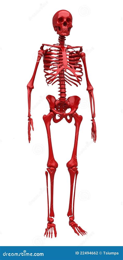 Red Skeleton Stock Photography - Image: 22494662