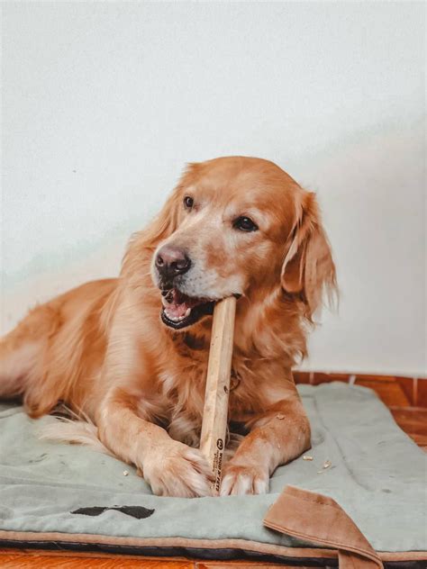 WOOD NPETS STICK MADEIRA DE CAFÉ All Pets Pet Shop online