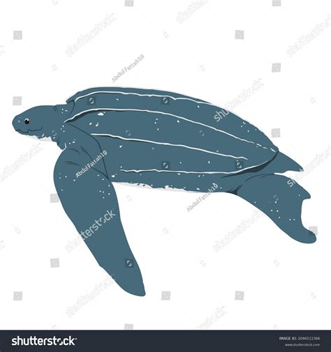 119 Leatherback Sea Turtle Design Images Stock Photos 3D Objects