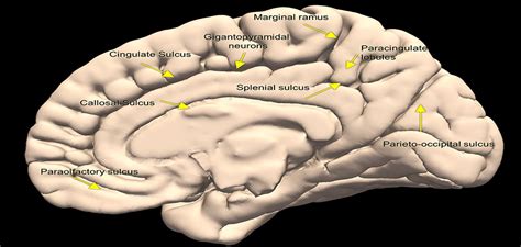 Journal of Clinical Neurophysiology