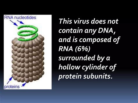 Rna As Genetic Material Ppt