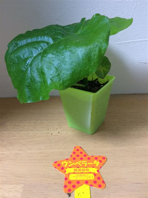 ダイソーでレアで珍しい観葉植物をゲットPart⑰ 我が家の観葉植物を紹介します