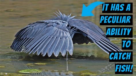 Black Heron Meet The African Bird That Makes An Umbrella Out Of Its