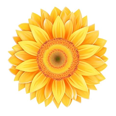 Un Girasol Sobre Un Fondo Blanco Vector Premium