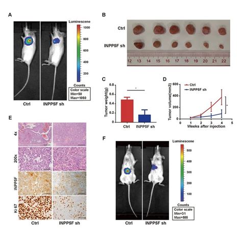 Inpp5f Facilitates Hcc Tumor Growth In Vivo A Representative Images