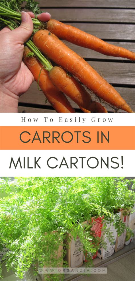 Do You Want To Learn How To Grow Carrots In Milk Cartons Organzia Planting Vegetables