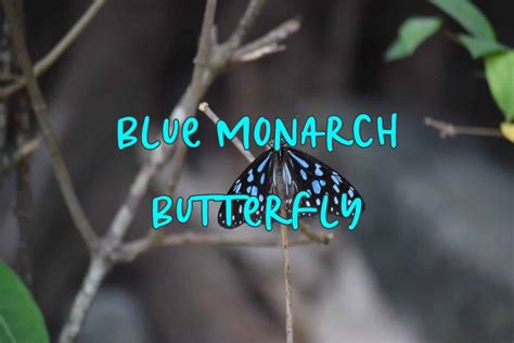 Blue Monarch Butterfly Habitat Great Purchase | americanprime.com.br