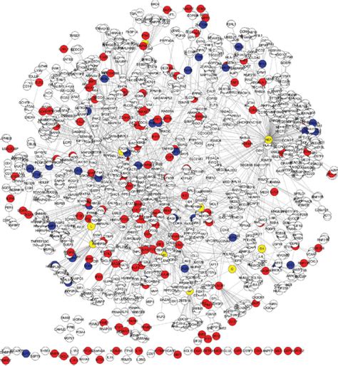 Respiratory Syncytial Virus Rsv Host Interaction Network The Network