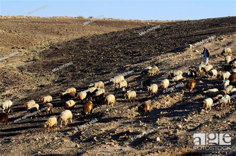 Bedouin With Flock Of Sheep In The Desert Negev Israel Stock Photo