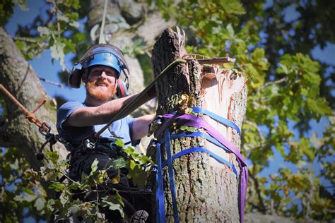 Our Work Portfolio Coastal Tree Care