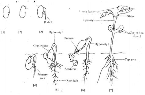 Icse Class 9 Biology Solutions Chapter 6 Seeds Structure And