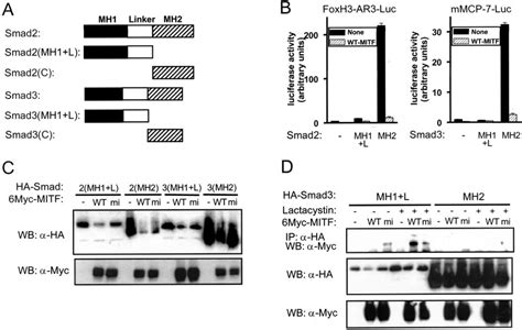 Region Of Smad2 3 Responsible For Inhibition Of Transcriptional