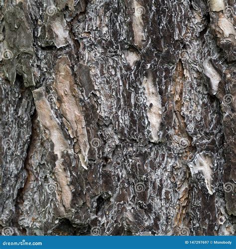 The Bark Structure Of The Old Oak Stock Image Image Of Surface