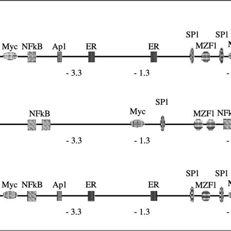 Activity Of The Human Tert Gene Promoter In Htertp Lacz Transgenic