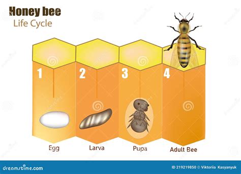 Bee Life Cycle Stock Illustrations 73 Bee Life Cycle Stock Illustrations Vectors And Clipart