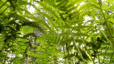 Sob Muitas Folhas Vibrantes Da Samambaia De Uma Floresta Temperada