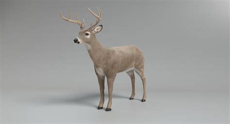 White Tailed Deer 3d Model 29 3ds Blend Dae Fbx Obj Gltf Ma