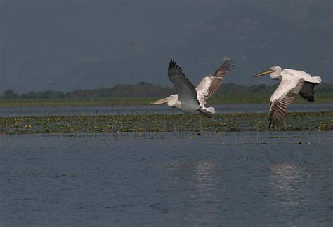 Lake Skadar: The Ultimate Guide