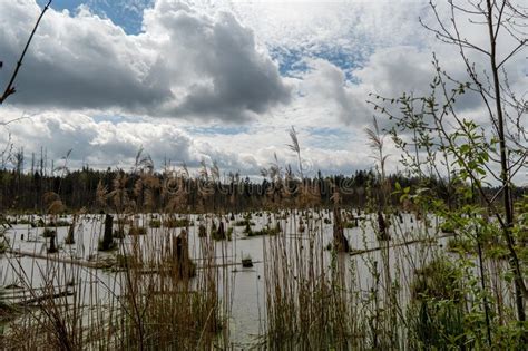 Swamp in the forest. stock photo. Image of green, forest - 271105914