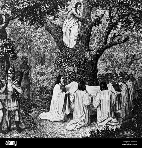 Illustration Of Druid Priests In And Around A Tree Gathering Mistletoe