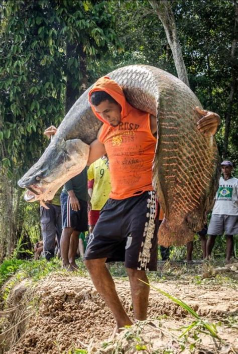 In A Breathtaking Scene A Man Holds The Worlds Largest Freshwater