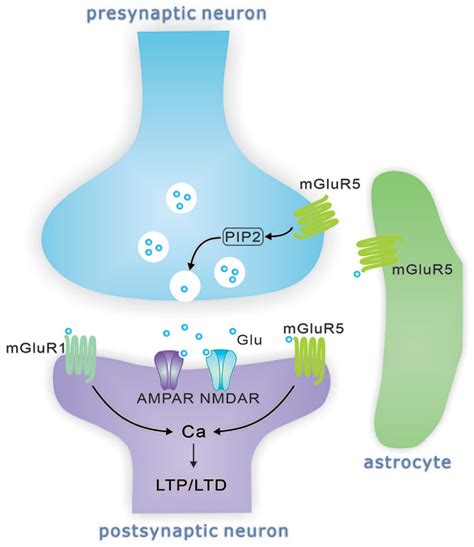 Group 1 Metabotropic Glutamate Receptors In Neurological And