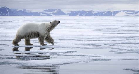 10 choses à savoir sur l ours polaire Faune Arctique Grands Espaces