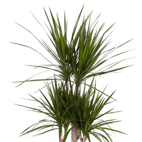 Dracaena Marginata Plant Wholesale Floraccess