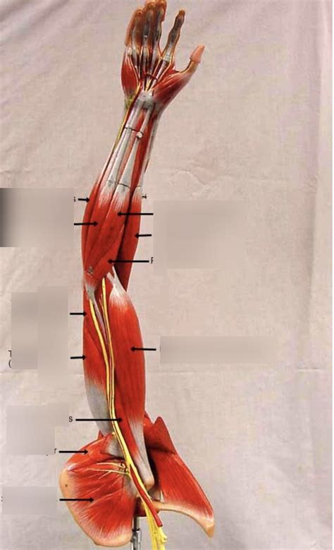 arm Diagram | Quizlet