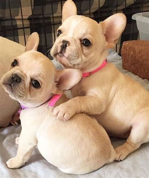 Frenchie Puppies French Bulldog Puppies Baby Animals Cute Puppies