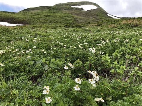 東焼石岳のお花畑 みみさんの焼石岳・兎森山・鷲ヶ森山の活動データ Yamap ヤマップ