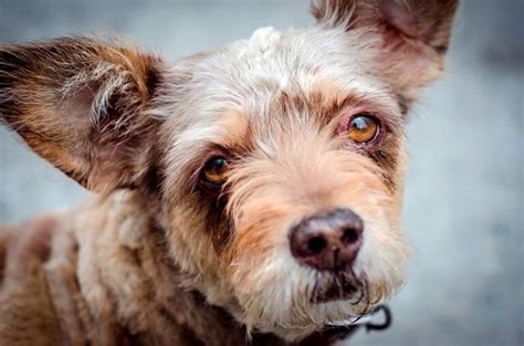 Epilepsia en perros Síntomas tratamiento y cómo actuar