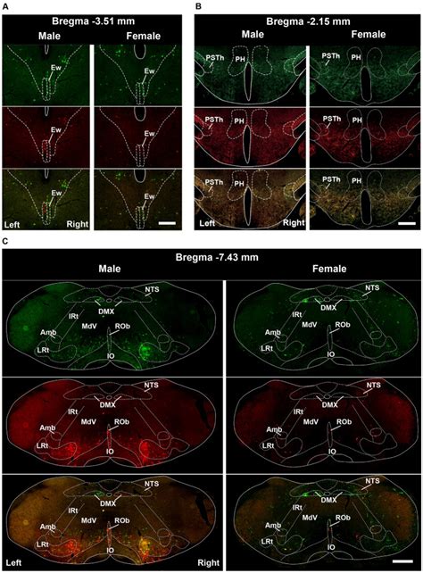 Sex Dimorphic Kidney Brain Connectivity Map Of Mice PMC