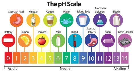 The Science Ph Scale 293102 Vector Art At Vecteezy