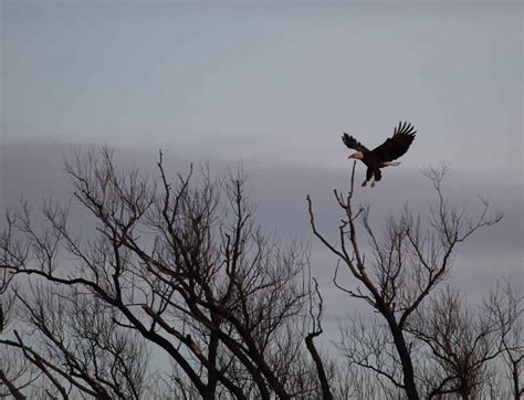 Ontario removes bald eagles from species-at-risk list - The Wildlife