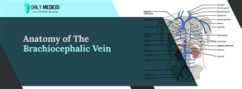 Brachiocephalic Vein: Amazing Key Points You Should Know About - Daily Medicos