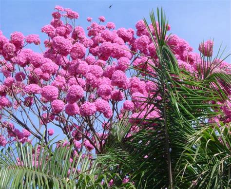 Handroanthus Impetiginosus Pink Trumpet Tree Ip Roxo Ouriques Farm