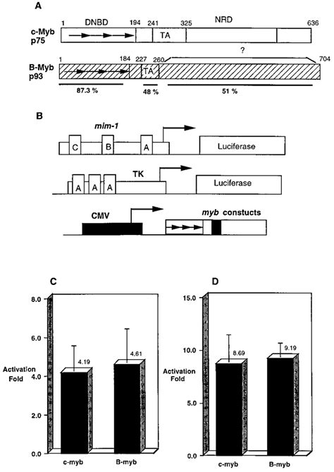 A Structural Comparison Of C Myb And B Myb Schematic Structures Of