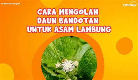 Cara Mengolah Daun Bandotan Untuk Asam Lambung Ternyata Mudah Loh