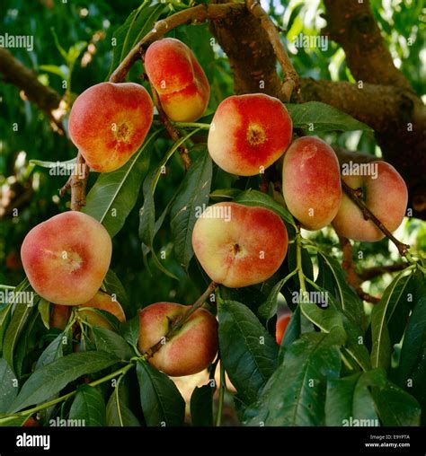 Agriculture Stark Saturn White Flesh Peaches On The Tree Aka