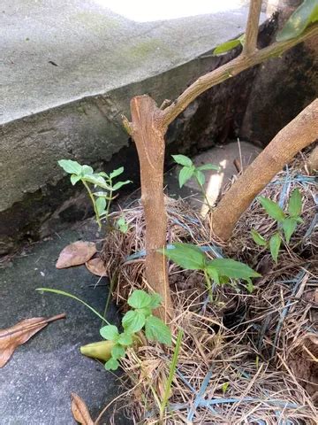 Mudas Frut Feras Enxertadas Flores E Plantas Em Cachoeiras De Macacu