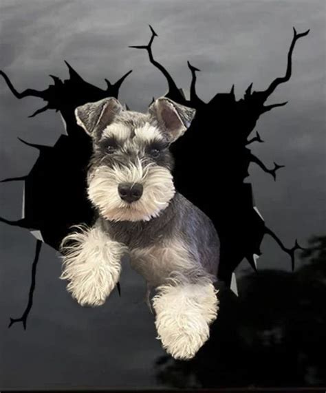 Pin By Baby Cakes On Bailey Rue Liver Tan Miniature Schnauzer